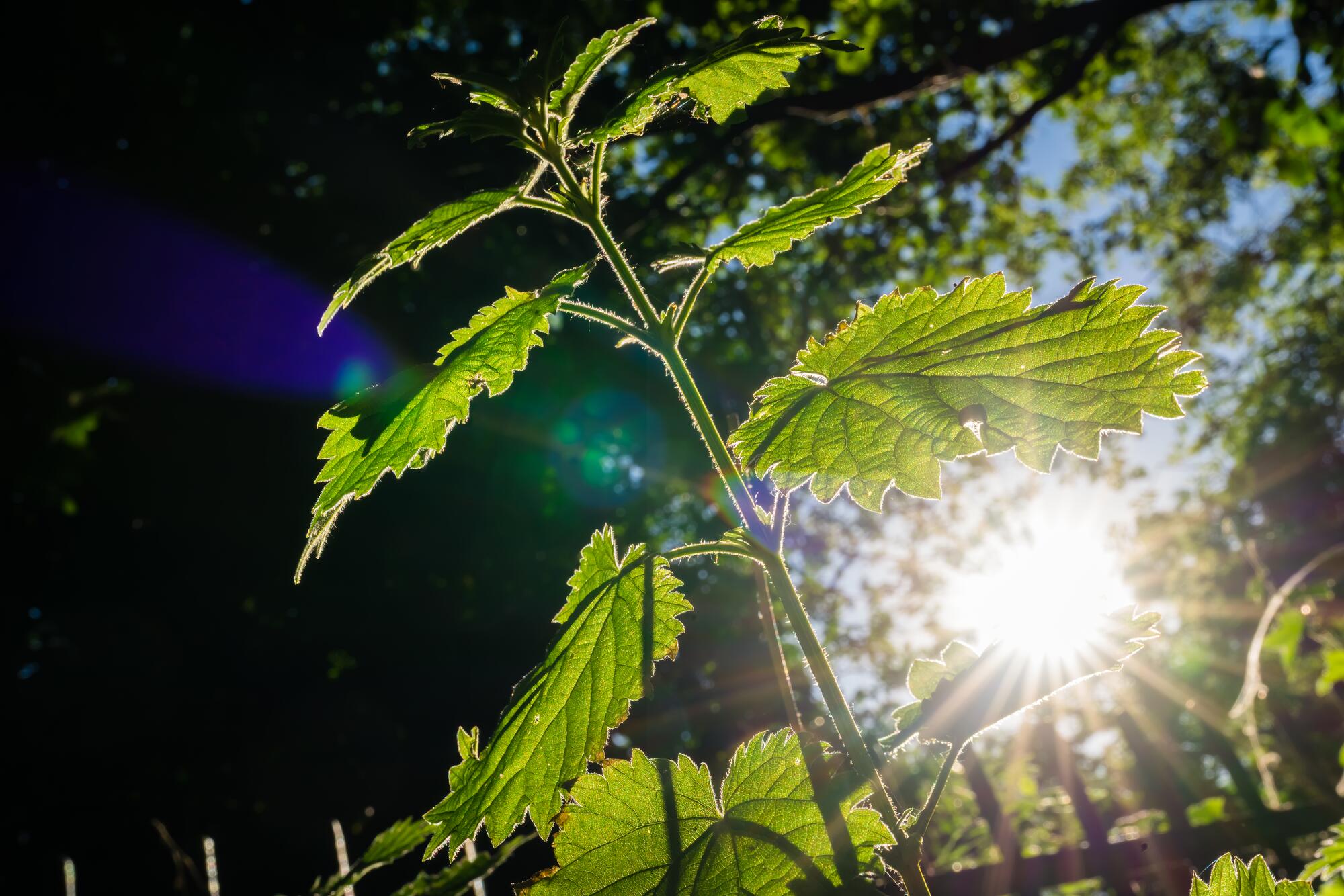 <span class="ezstring-field">kl_nettle_active-ingredient_stock_website_active-page -2-</span>